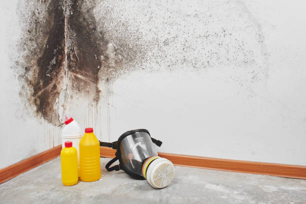 Best Professional Mold Removal  in Tara Hills, CA
