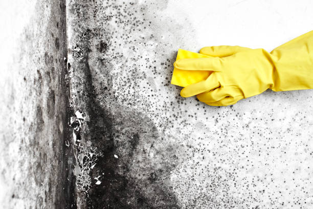 Best Certified Mold Removal  in Tara Hills, CA