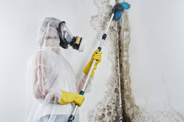 Best Commercial Mold Removal  in Tara Hills, CA