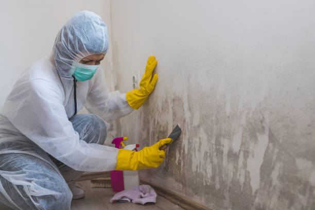 Crawl Space Mold Removal in Tara Hills, CA
