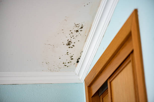 Best Office Mold Removal Services  in Tara Hills, CA