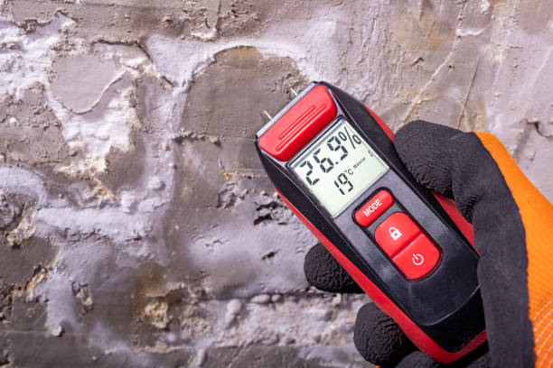 Best Same-Day Mold Removal  in Tara Hills, CA