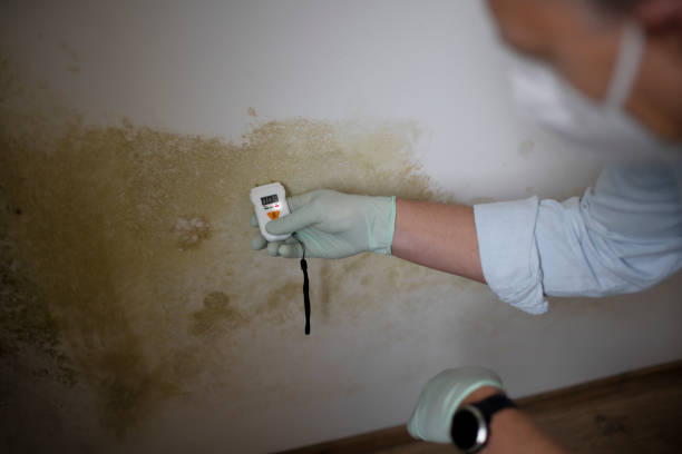 Best Certified Mold Removal  in Tara Hills, CA