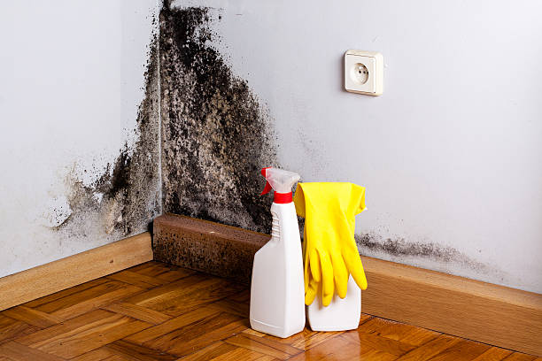 Best Residential Mold Removal  in Tara Hills, CA