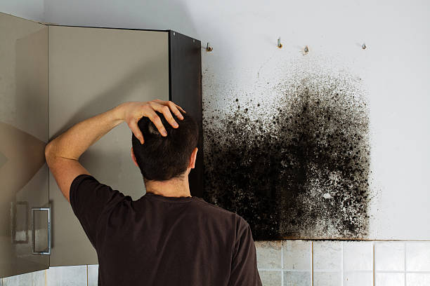 Best Emergency Mold Removal  in Tara Hills, CA