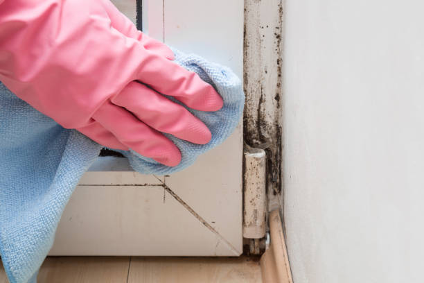 Best Mold Damage Repair  in Tara Hills, CA